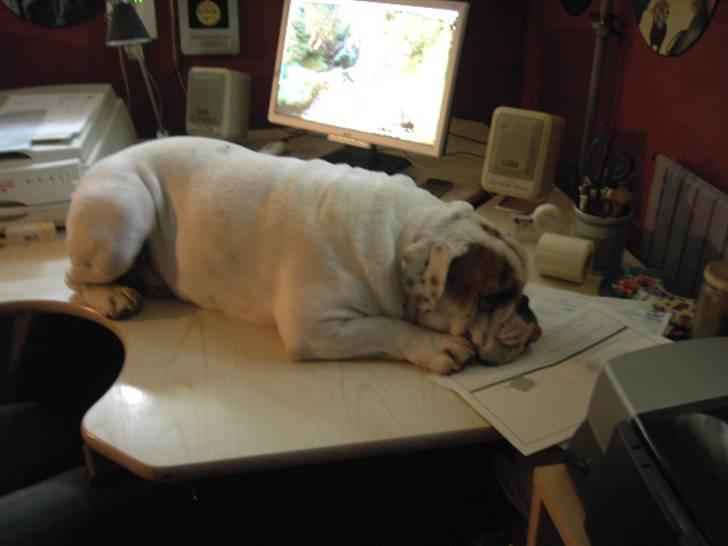 Engelsk bulldog Mugge R.I.P  D.6/6-2016 - hverdens største bullcat billede 6