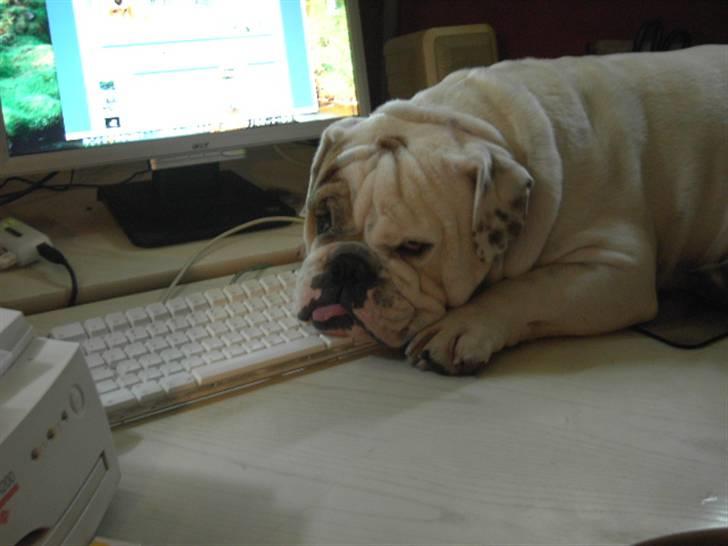 Engelsk bulldog Mugge R.I.P  D.6/6-2016 - miaauuv billede 7