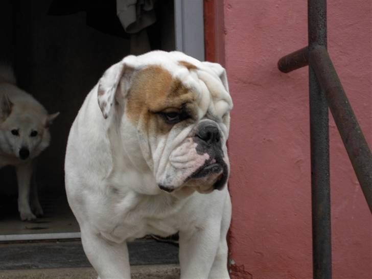 Engelsk bulldog Mugge R.I.P  D.6/6-2016 - Hvis du tager flere billeder bliver jeg muggen billede 8