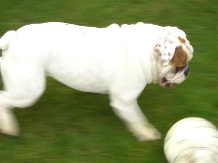 Engelsk bulldog Mugge R.I.P  D.6/6-2016 - Ha´ så er der bold billede 9