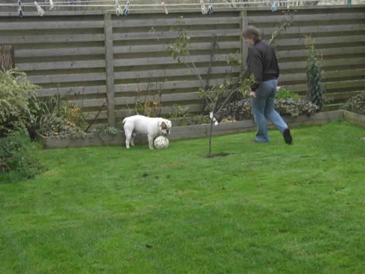 Engelsk bulldog Mugge R.I.P  D.6/6-2016 - mere fodbold billede 10