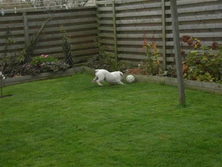 Engelsk bulldog Mugge R.I.P  D.6/6-2016 - håber at bremsen virker inden jeg rammer billede 11