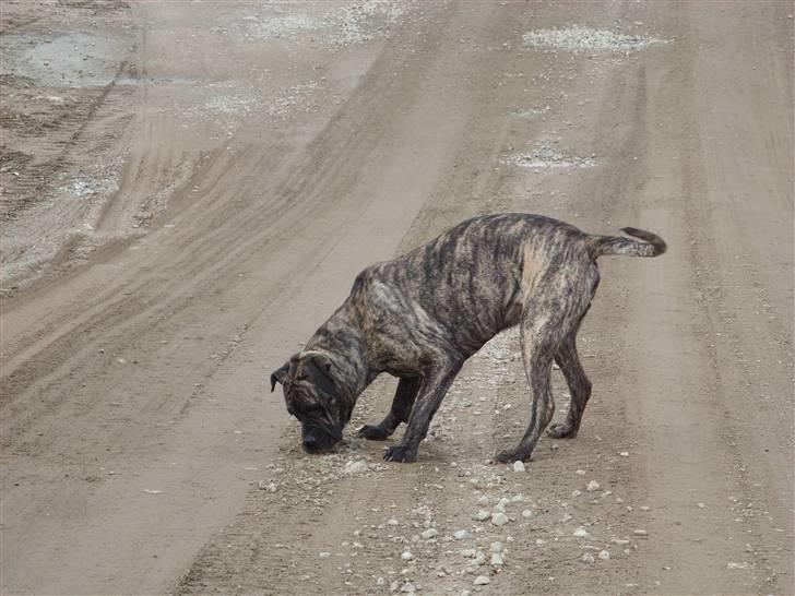 Blanding af racer Victor billede 12