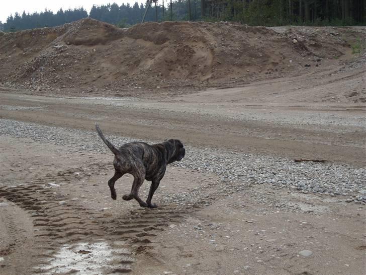 Blanding af racer Victor billede 13