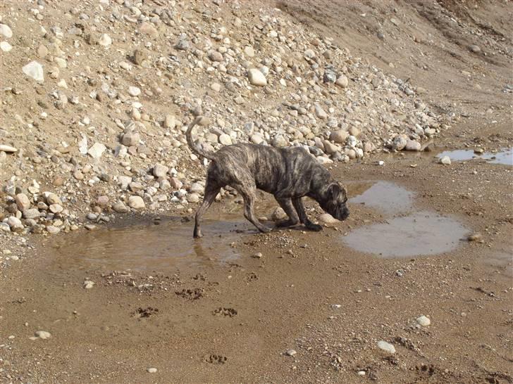 Blanding af racer Victor billede 14