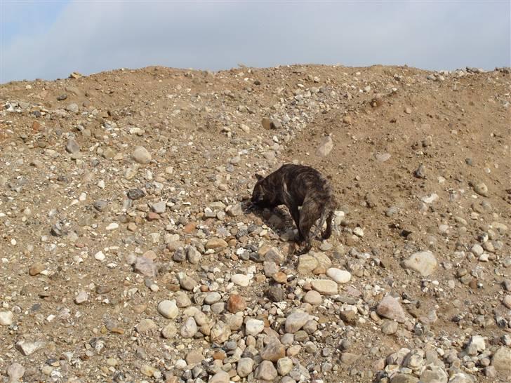 Blanding af racer Victor billede 15