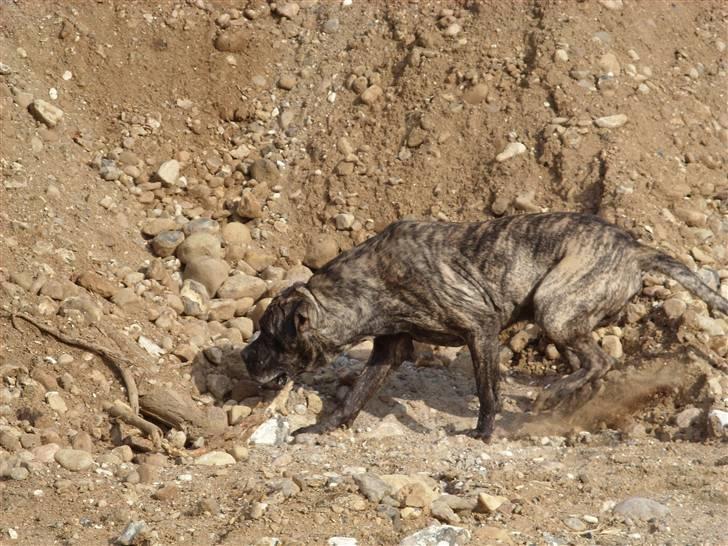 Blanding af racer Victor billede 16