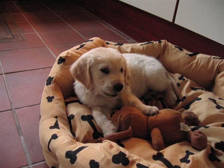 Golden retriever Kato billede 1