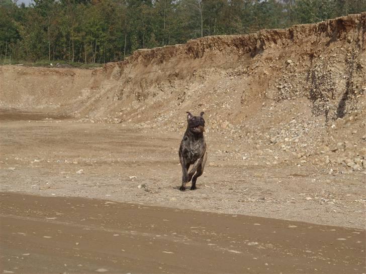 Blanding af racer Victor billede 17