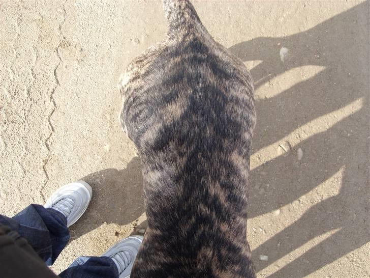 Blanding af racer Victor billede 18