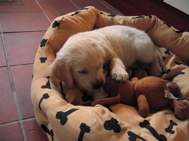 Golden retriever Kato billede 2