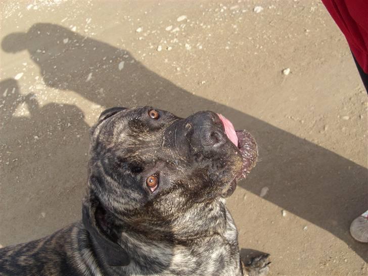 Blanding af racer Victor billede 19