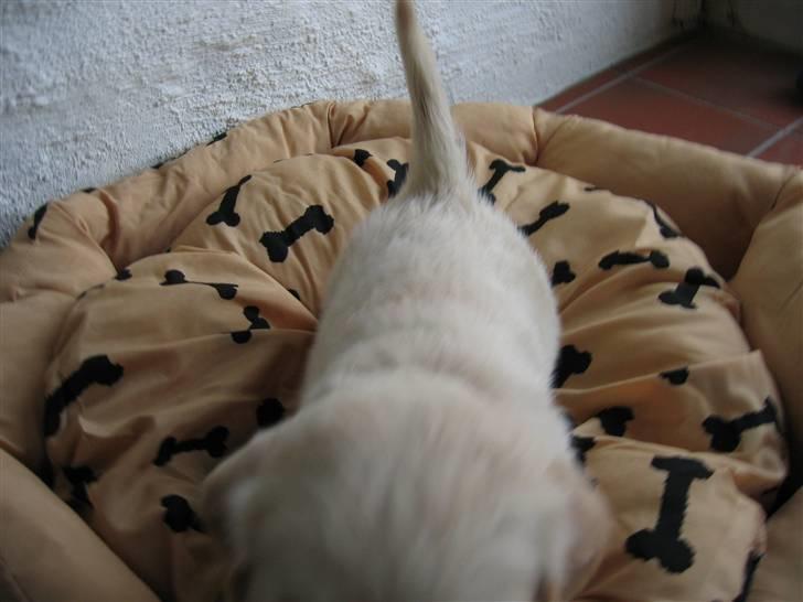 Golden retriever Kato billede 3