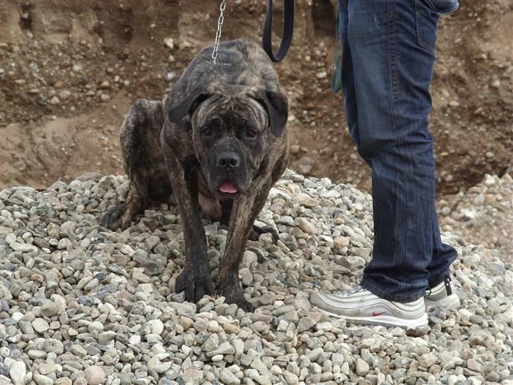 Blanding af racer Victor billede 20