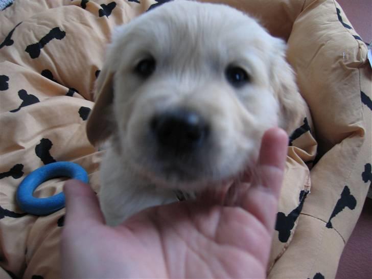 Golden retriever Kato - lige hjemme ved min famile på visit i nogle timer  billede 4