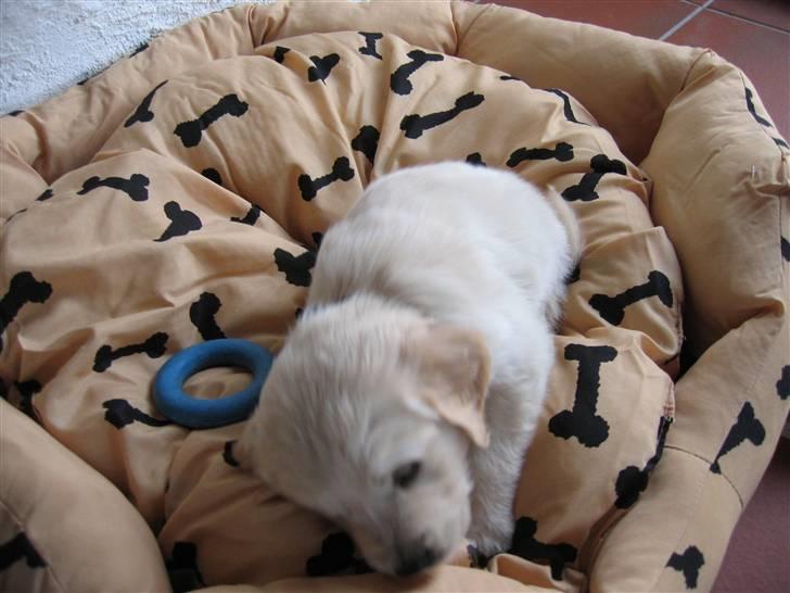 Golden retriever Kato billede 5