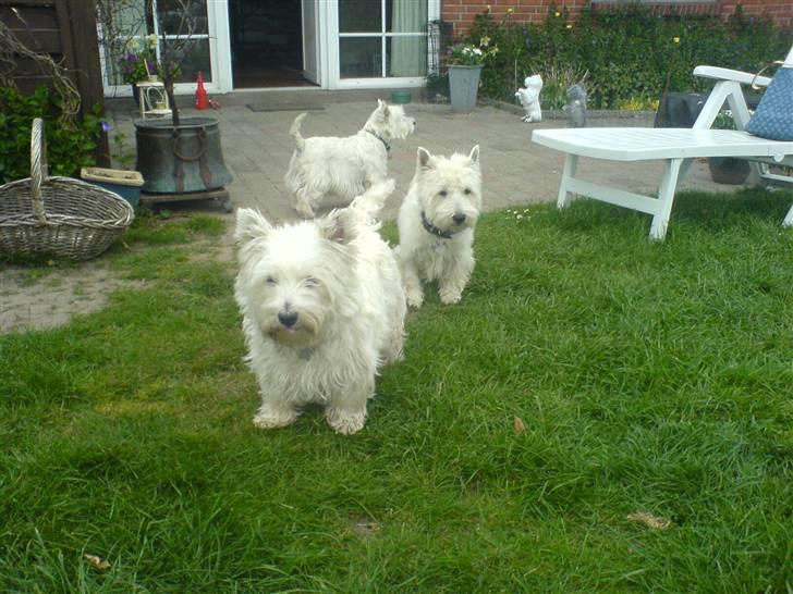 West highland white terrier Coco - Coco på besøg hos shadow og yasmin... billede 7