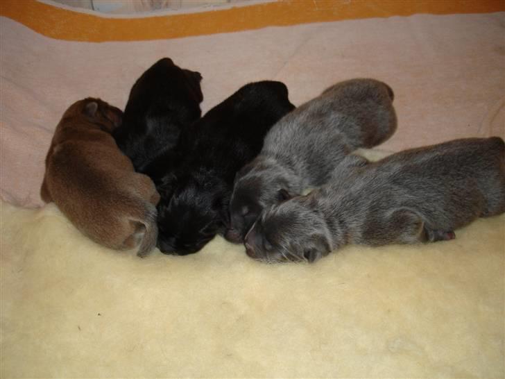 Chow chow Pelis Ringo of Flensborg - se hvad jeg er blevet storebror til billede 12