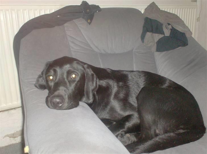 Labrador retriever santos billede 10