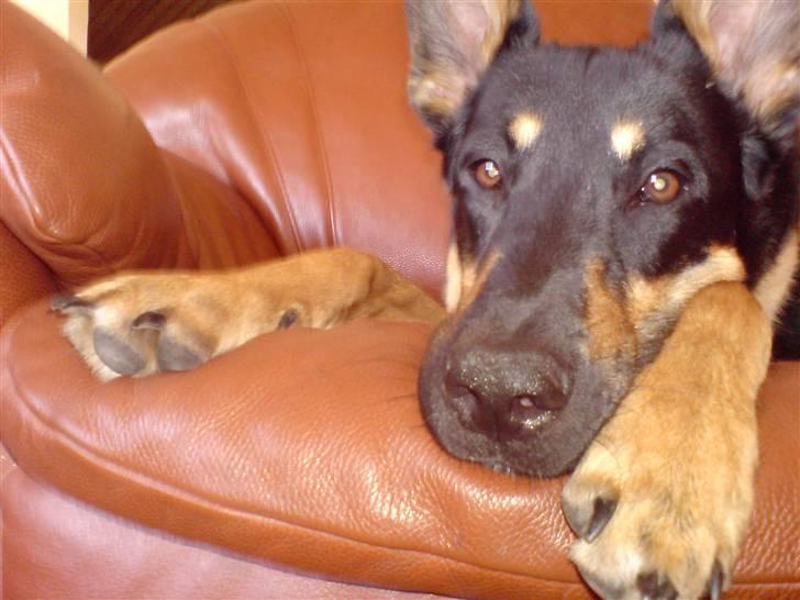 Blanding af racer Vaks Aflivet i 2009 - Åhh. Flere billeder... suk .  billede 13