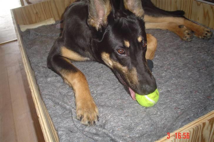 Blanding af racer Vaks Aflivet i 2009 - Miiin bold !! :D billede 14