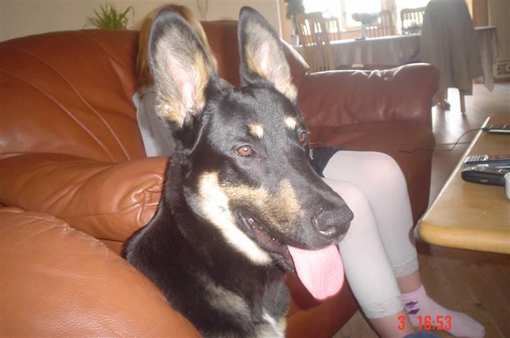 Blanding af racer Vaks Aflivet i 2009 - Så dejlig jeg er :D billede 15