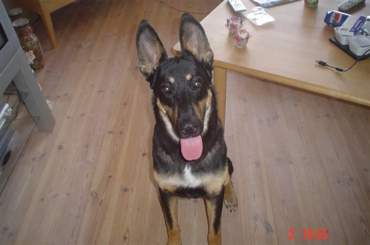 Blanding af racer Vaks Aflivet i 2009 - Kæmpe smiil :D billede 16