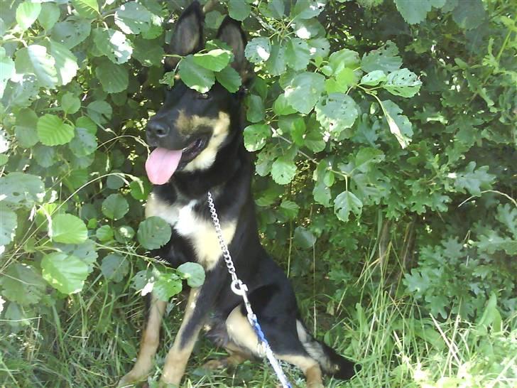 Blanding af racer Vaks Aflivet i 2009 - Kan i se mig ? :b billede 17