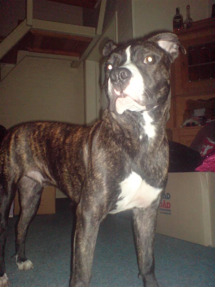 Amerikansk staffordshire terrier Otto - Nurh <3 så sød billede 1