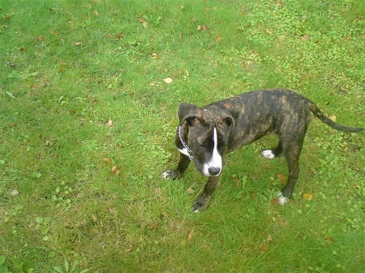 Amerikansk staffordshire terrier Otto billede 2