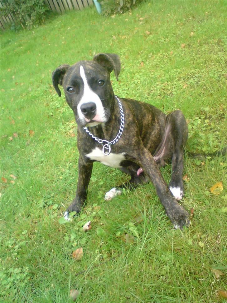 Amerikansk staffordshire terrier Otto billede 3