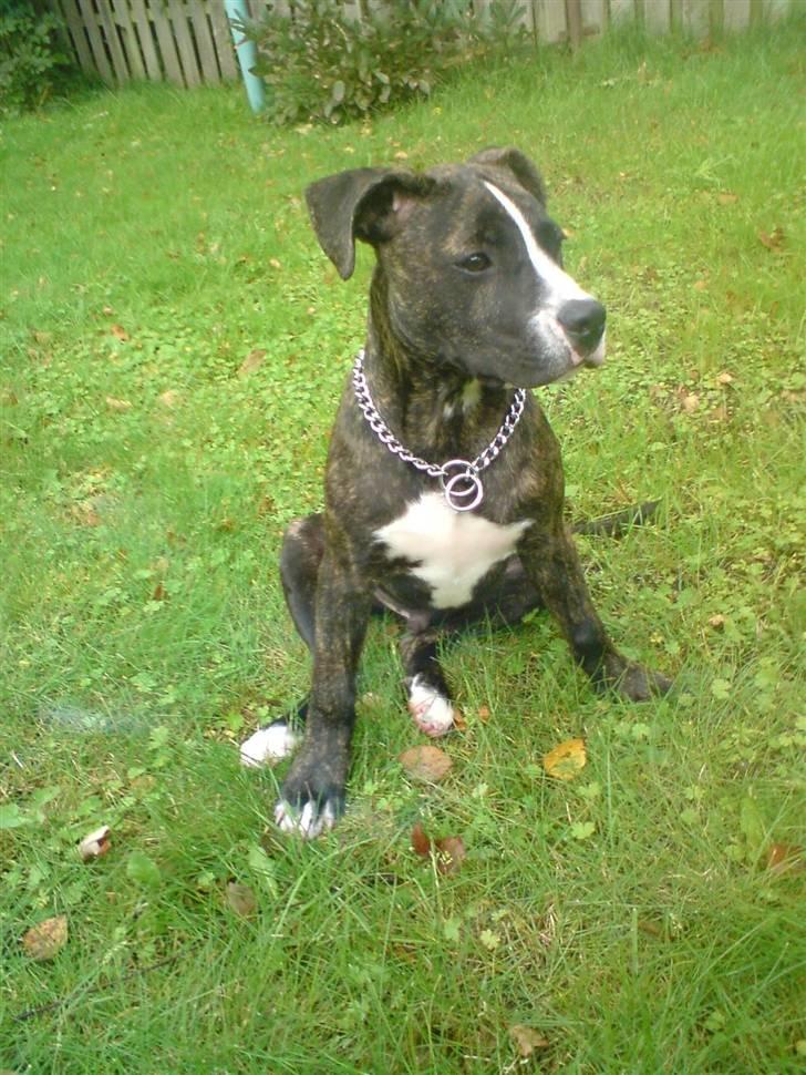 Amerikansk staffordshire terrier Otto - Freaky måde at sidde på ;b billede 4