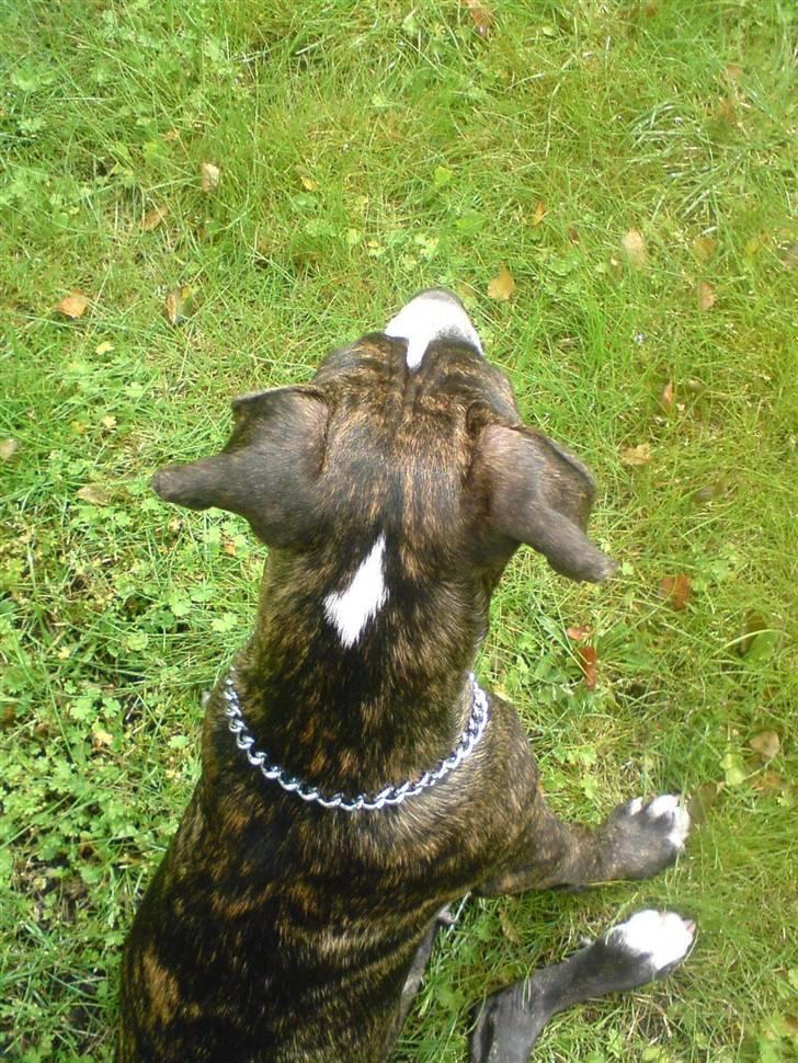 Amerikansk staffordshire terrier Otto - Hans smarte stjerne i nakken ;) billede 5