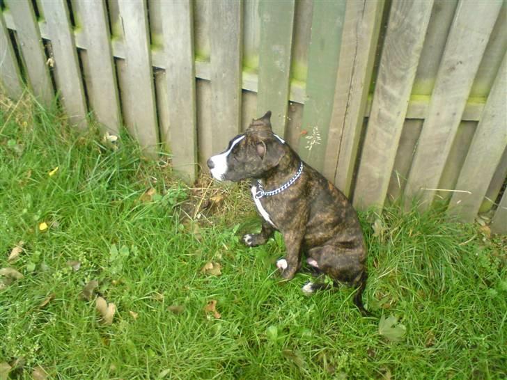 Amerikansk staffordshire terrier Otto billede 6