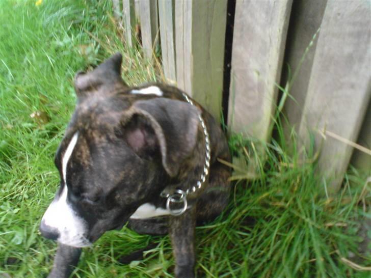 Amerikansk staffordshire terrier Otto billede 8