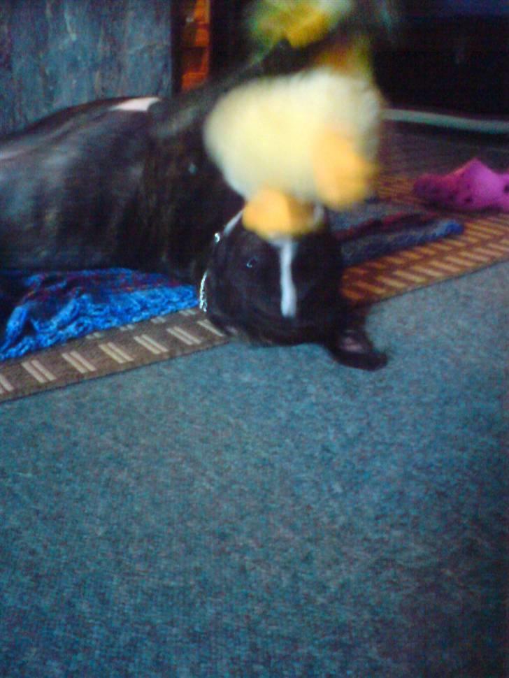 Amerikansk staffordshire terrier Otto - Ham og kyllingen, ja det er lige med hvem der er hvem ;D billede 11