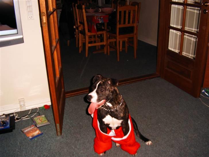 Amerikansk staffordshire terrier Otto billede 12