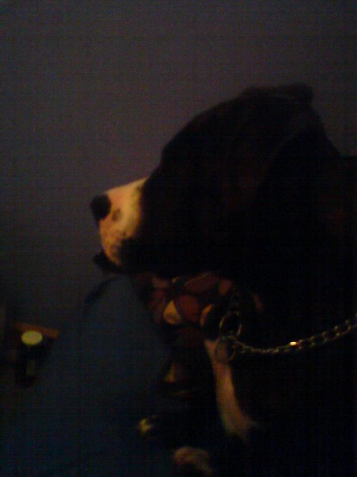 Amerikansk staffordshire terrier Otto billede 13