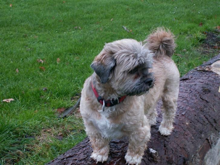 Lhasa apso Sille billede 1