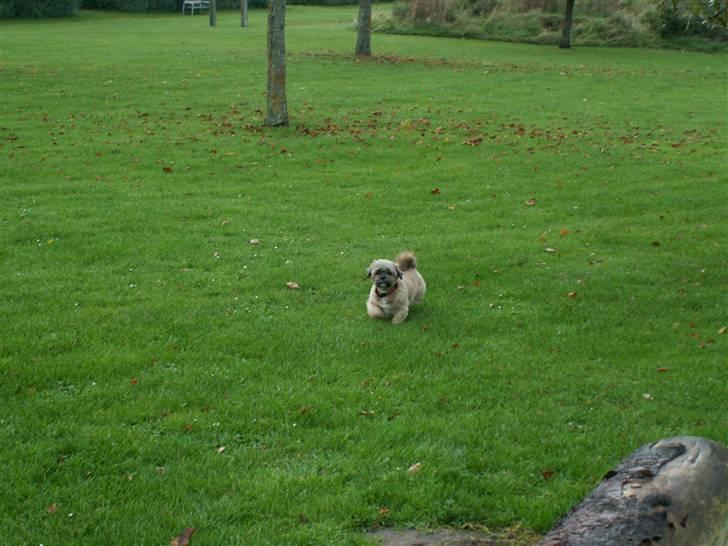 Lhasa apso Sille billede 2