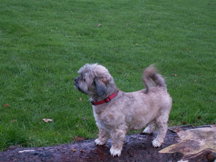 Lhasa apso Sille billede 3