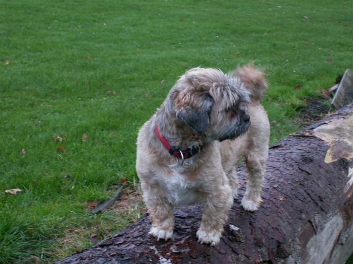 Lhasa apso Sille billede 4