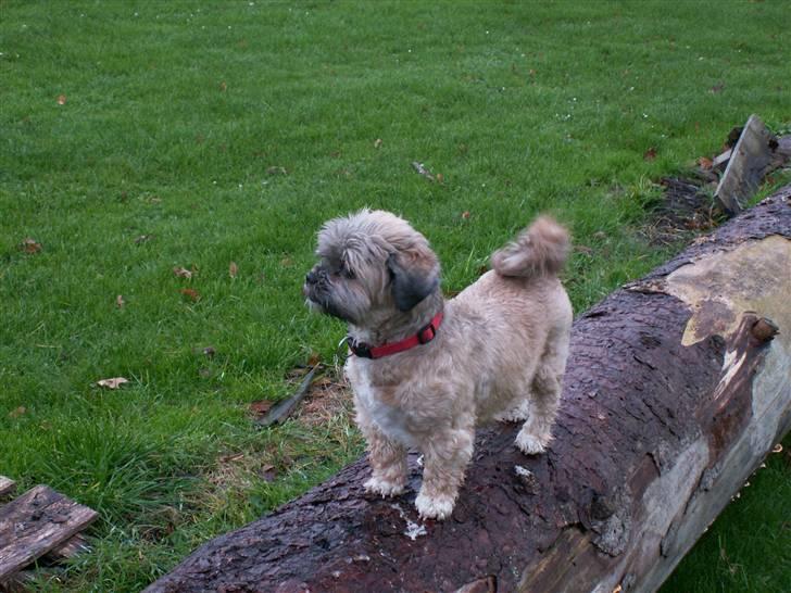 Lhasa apso Sille billede 5