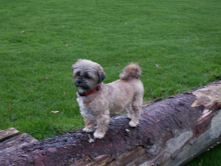 Lhasa apso Sille billede 6