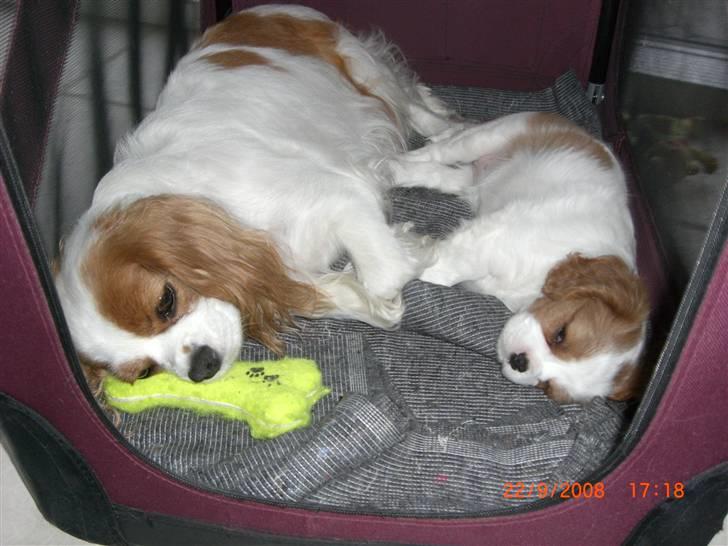 Cavalier king charles spaniel Molly Død 1 Februar 2010. - Molly og Loulou sover sødt sammen i hunde kassen. billede 1