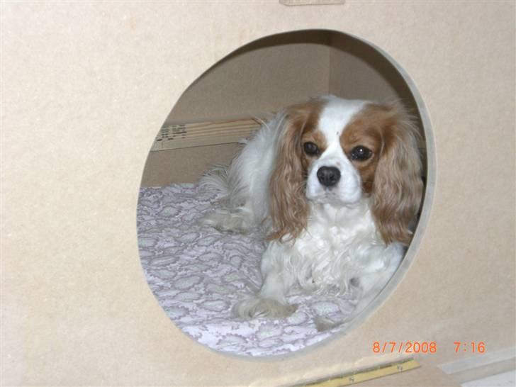 Cavalier king charles spaniel Molly Død 1 Februar 2010. billede 2