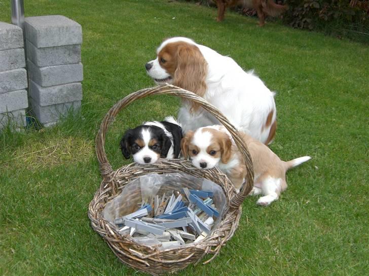 Cavalier king charles spaniel Molly Død 1 Februar 2010. billede 3