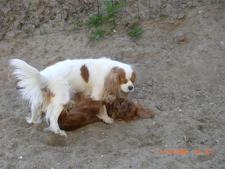 Cavalier king charles spaniel Molly Død 1 Februar 2010. billede 4