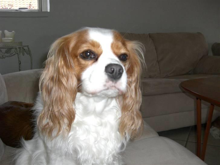Cavalier king charles spaniel Molly Død 1 Februar 2010. billede 5