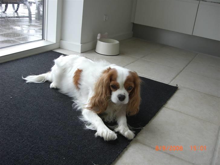 Cavalier king charles spaniel Molly Død 1 Februar 2010. billede 6